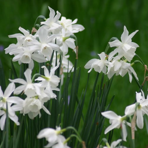 Thalia - Rockery Narcissi Bulbs - UCSFresh