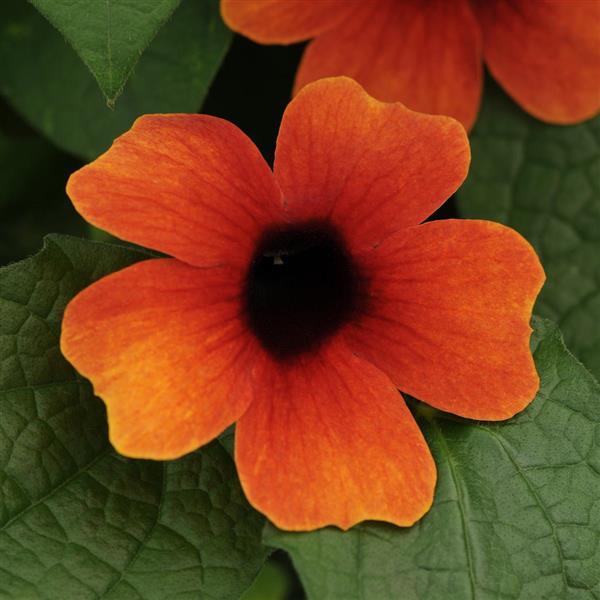 Thunbergia Arizona Glow - UCSFresh
