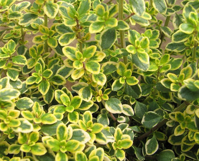 Lemon Thyme Variegated 9cm Pot - UCSFresh