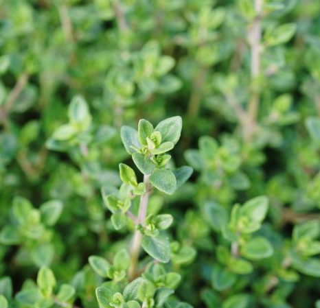 Thyme - UCSFresh