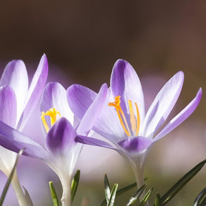 Tommasinianus - Crocus Bulbs - UCSFresh