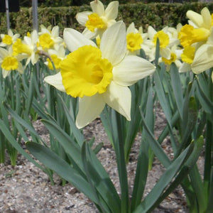 Topolino - Rockery Narcissi Bulbs - UCSFresh