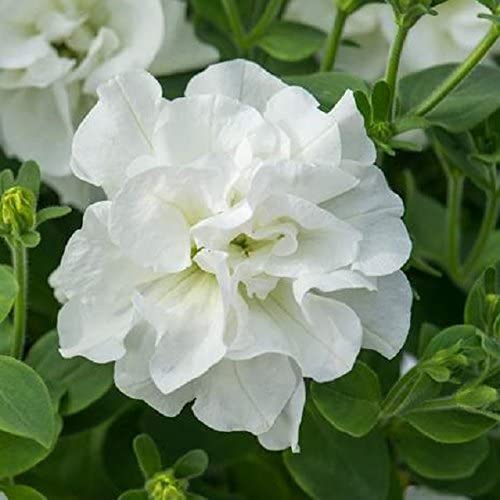 Trailing Double Petunia (Tumbelina) Diana – UCSFresh