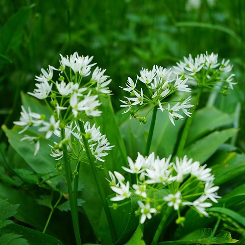 Ursinum (Wild Garlic) - Allium Bulbs - UCSFresh