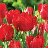 Abba - Tulip Double - UCSFresh