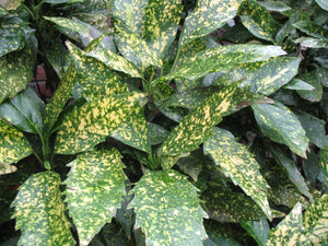 Aucuba Japonica Variegata 1 Ltr Pot - UCSFresh
