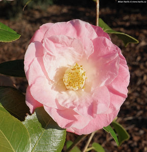 Camellia Japonica April Remembered - UCSFresh