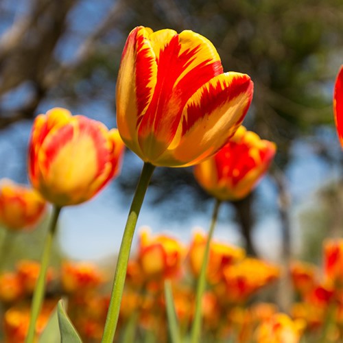 Banja Luka - Darwin Tulip Bulbs - UCSFresh