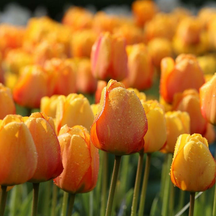 Blushing Apeldoorn - UCSFresh