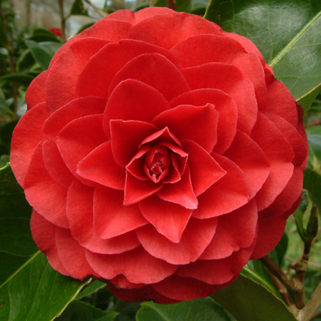 Camellia Japonica Roger Hall - UCSFresh