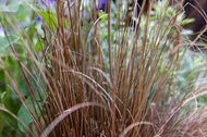 Carex Comans Bronze Form - UCSFresh