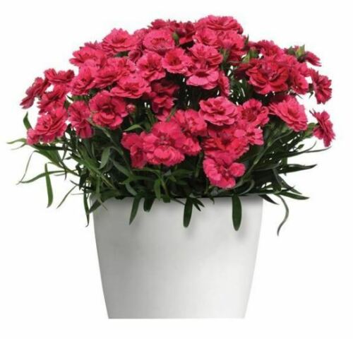 Dianthus Oscar Cherry - UCSFresh