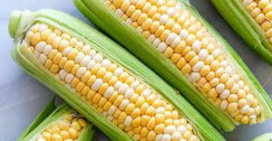 Corn on the Cob - UCSFresh