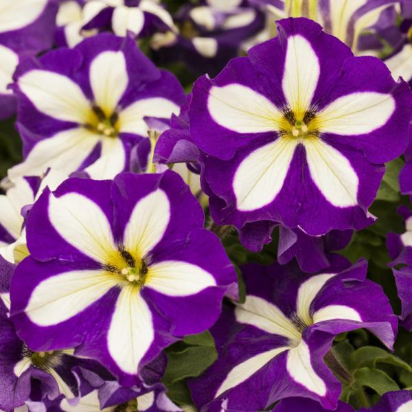 Crazytunia Lucky Lilac - UCSFresh