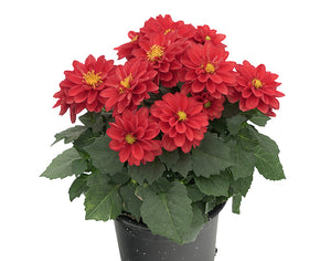 Dahlia Mini Red - UCSFresh