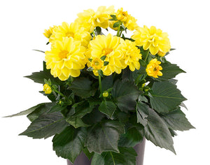 Dahlia Mini Yellow - UCSFresh