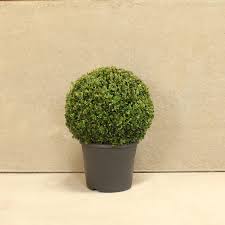 Buxus Sempervirens Ball - UCSFresh