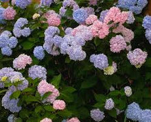 Load image into Gallery viewer, Hydrangea Macrophylla - UCSFresh
