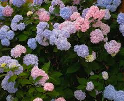 Hydrangea Macrophylla - UCSFresh