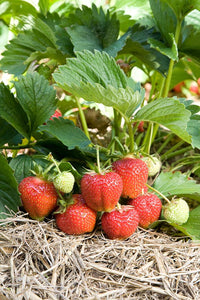 Strawberry "Elsanta" - UCSFresh