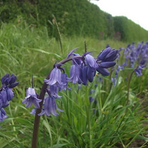 English Cultivated Bluebell Bulbs - UCSFresh