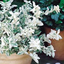 Euonymus Harlequin 1Ltr Pot - UCSFresh