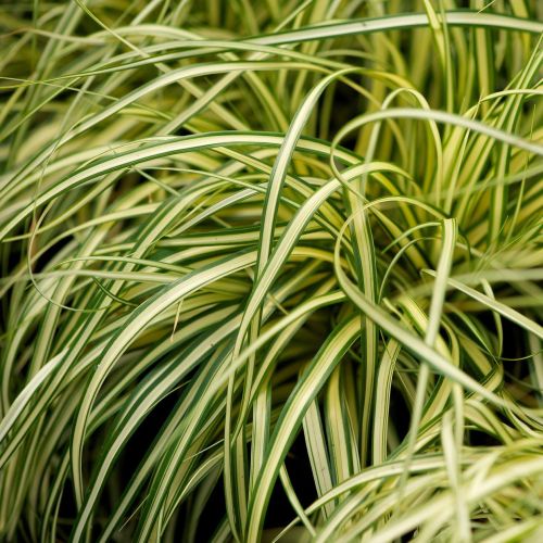 Carex Evergold - UCSFresh
