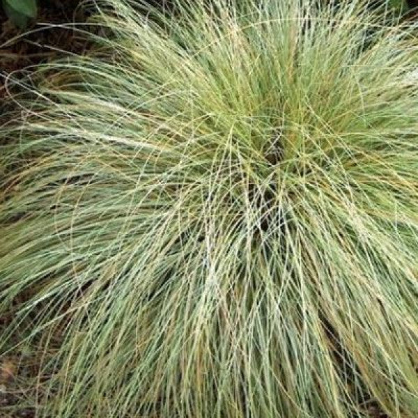 Carex Frosted Curls - UCSFresh