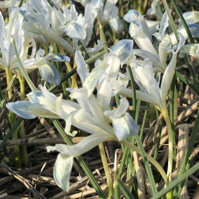 Iris Reticulata Frozen Planet - UCSFresh