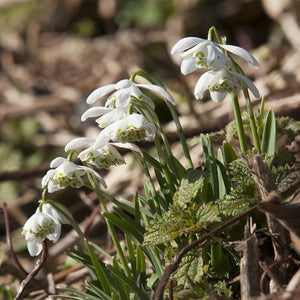 Flore Pleno (Double Snowdrop) - Galanthus Bulbs - UCSFresh