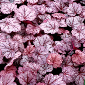 Heuchera - UCSFresh