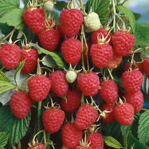 Raspberry "Glen Clova" - UCSFresh