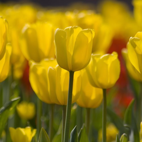 Golden Apeldoorn - Darwin Tulip Bulbs - UCSFresh