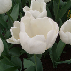 Hakuun - Darwin Tulip Bulbs - UCSFresh