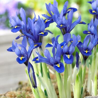 Iris Reticulata Harmony - UCSFresh