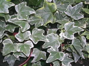 Hedera Silver Variegated 9cm - UCSFresh