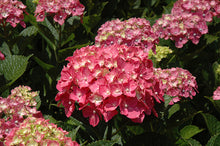 Load image into Gallery viewer, Hydrangea Macrophylla - UCSFresh
