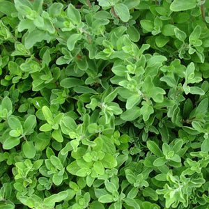 Hydro Herbs - Sweet Marjoram - UCSFresh