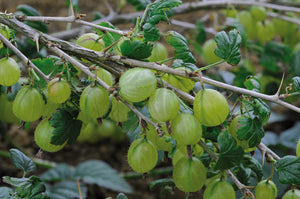 Gooseberry "Invicta" - UCSFresh