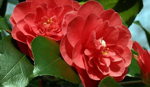 Camellia Japonica Lady Campbell - UCSFresh
