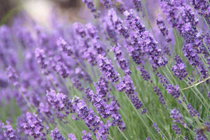 Lavender (English) - UCSFresh