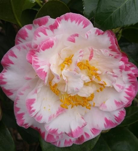 Camellia Japonica Margaret Davis - UCSFresh