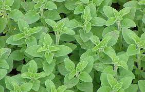 Oregano Common - UCSFresh