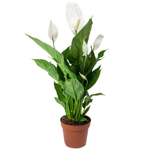 Peace Lily - UCSFresh