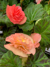 Load image into Gallery viewer, Begonia Nonstop Peach - UCSFresh
