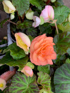 Begonia Nonstop Peach - UCSFresh