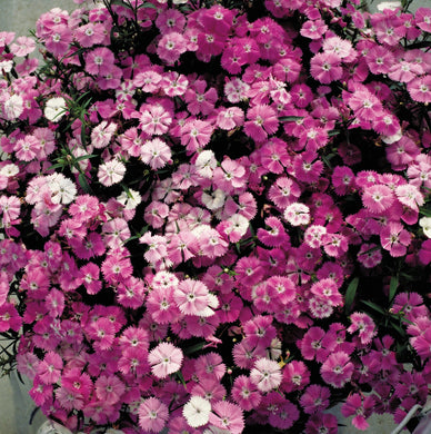 Dianthus Diamond Pink Blush - UCSFresh