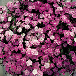 Dianthus Diamond Pink Blush - UCSFresh