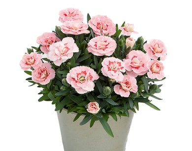 Dianthus Oscar Pink Star - UCSFresh