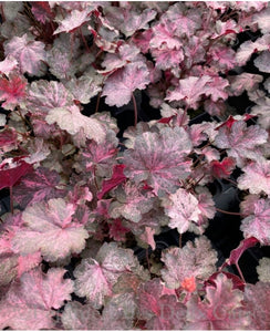Heuchera - UCSFresh